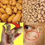 Přírodní recept na odstranění tmavých skvrn z obličeje pomocí brambor a zázvoru