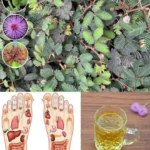 Mimosa pudica - citlivá rostlina s krásnými listy vhodná do zahrad