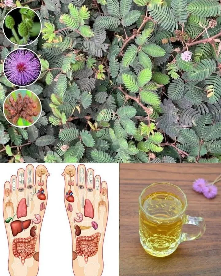Mimosa pudica - citlivá rostlina s krásnými listy vhodná do zahrad