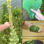 Jedna z nejmocnějších rostlin, která roste ve volné přírodě